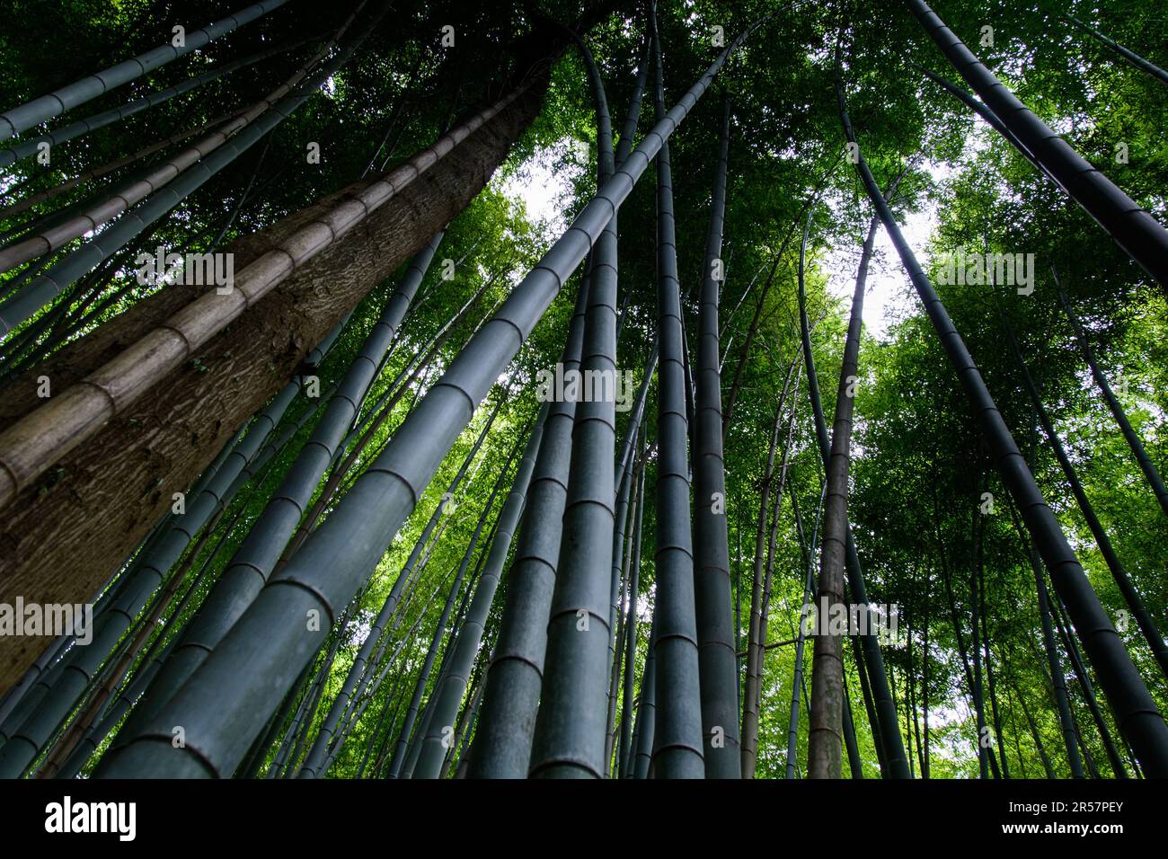 Bambus im Bambuswald von Kyoto, Japan Stockfoto