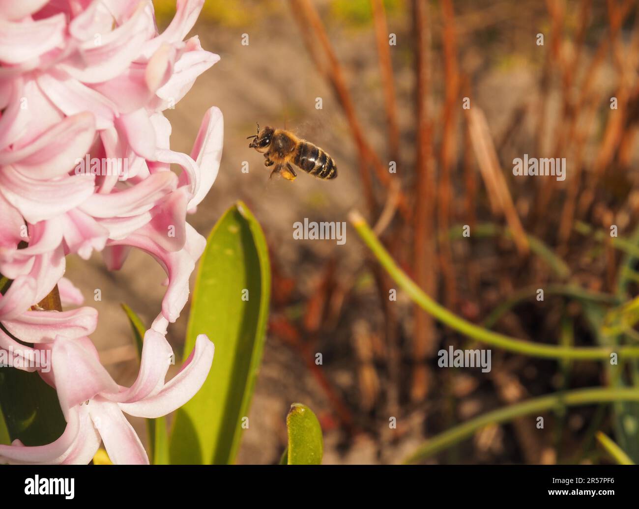 Eine Biene sammelt Pollen in einer Hyazinthen Blume, Frühling, nützliche Insekten Stockfoto