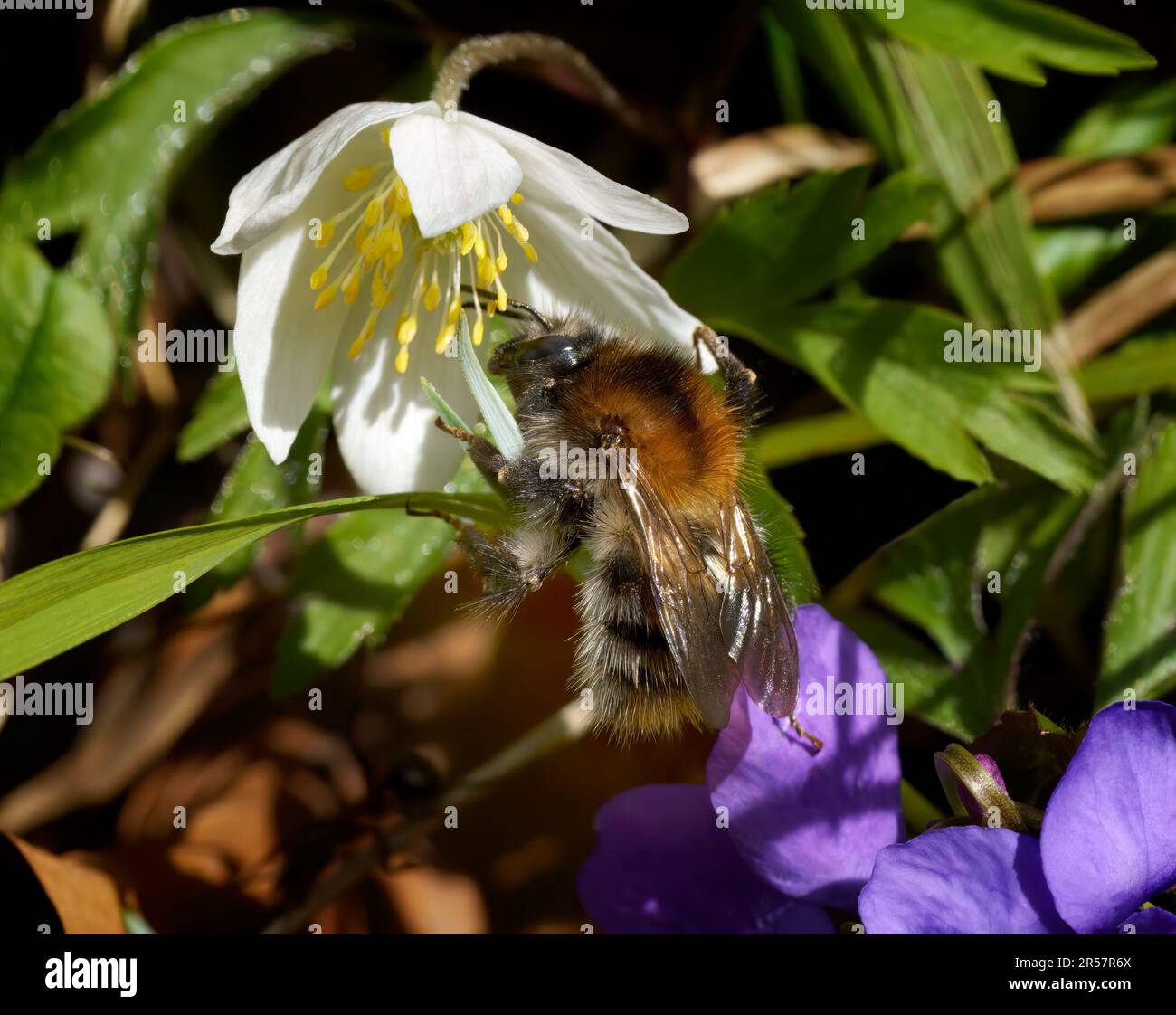 Karderbiene (Bombus pascuorum) bei einer Holzanemone Stockfoto