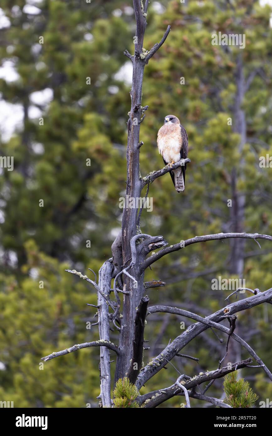 Ein Leichtmorph eines Swainsons Falken, hoch oben auf einem toten Baum. Grand Teton Nationalpark, Wyoming Stockfoto