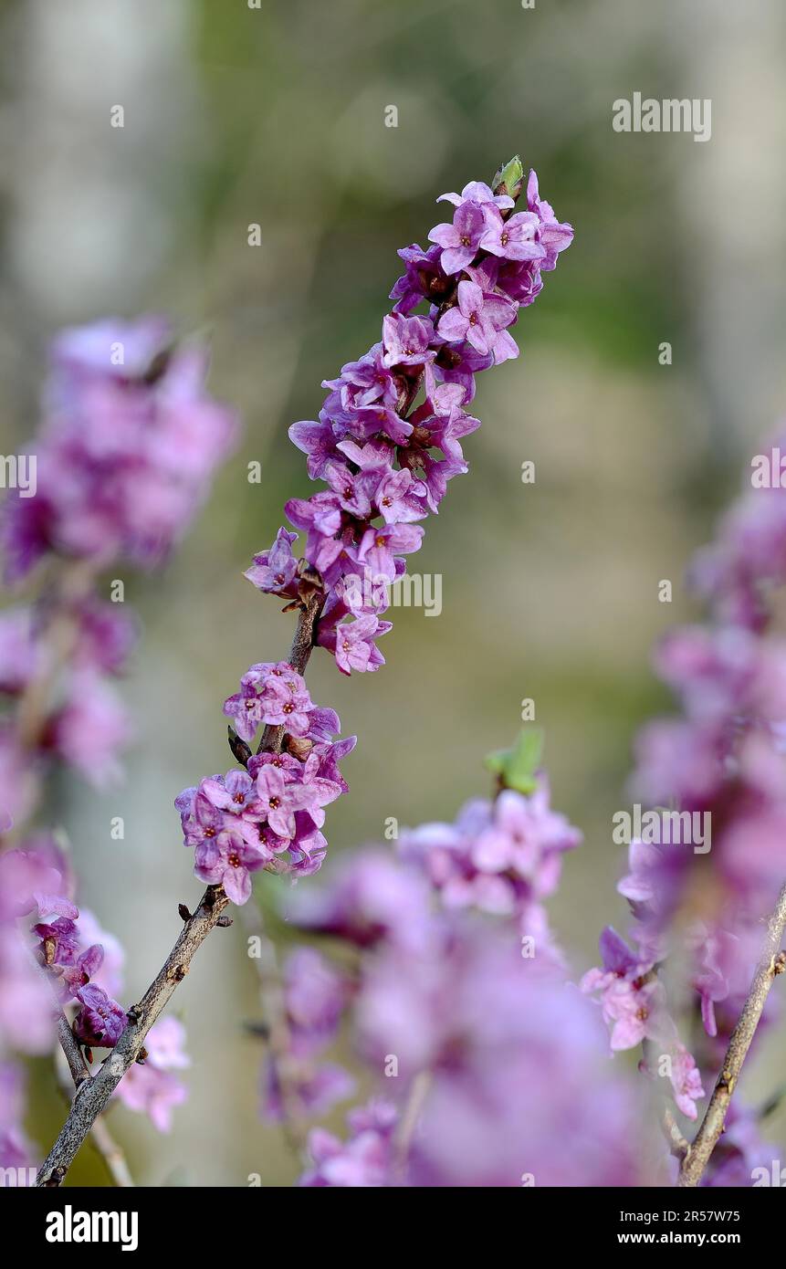 Das frühblühende daphne im Laubwald der Schwäbischen Alb Stockfoto