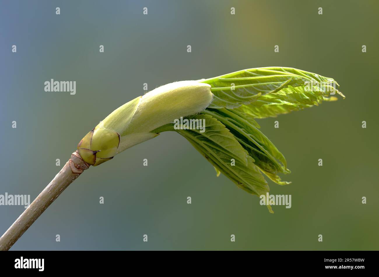 Die Blätter der Platane durchbrechen die Knospen Stockfoto