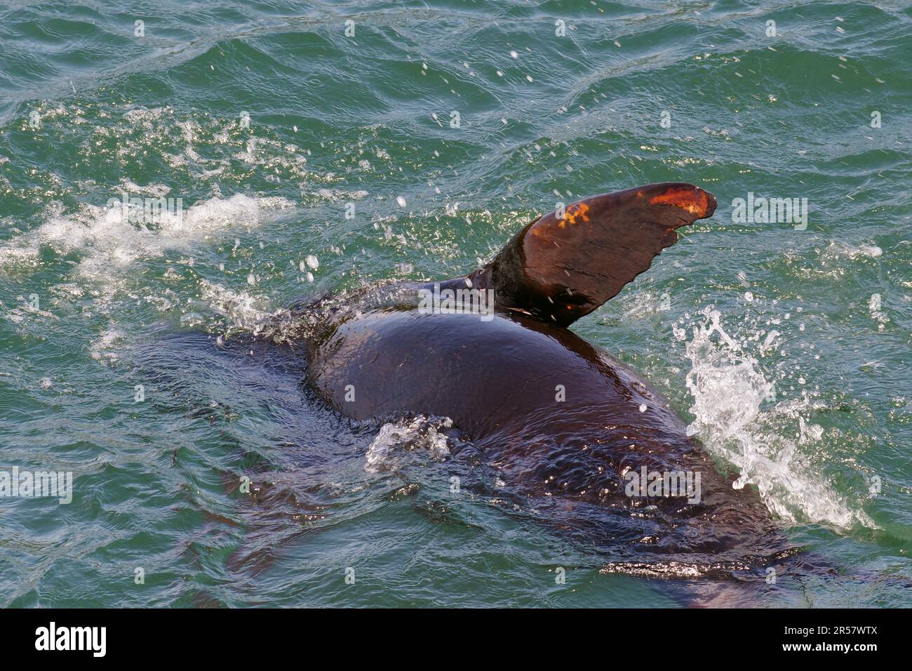 Seelöwen, die sich verspielt im Wasser drehen, Tierwelt, Nationalpark, Ucluelet, Küste, Pazifik, British Columbia, Kanada Stockfoto