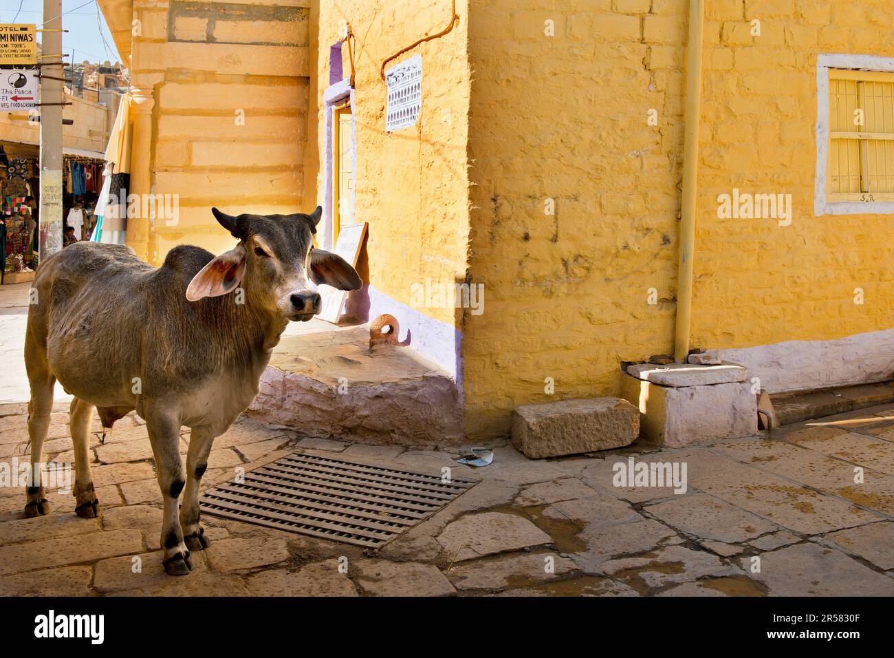 Indien. Rajasthan. Jaisalmer. Kuh Stockfoto