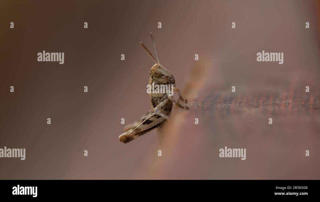 Grashüpfer auf braunem Hintergrund. Makrofotografie von Insekten. Stockfoto