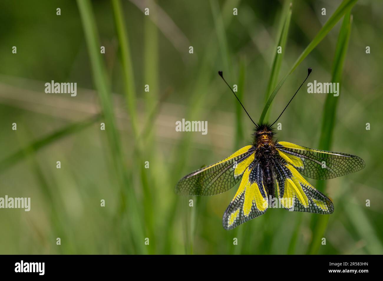 Nahaufnahme von wilden Libelloides coccajus mit gelben Flügeln und schwarzen Antennen auf dünnem Stiel in der Natur vor verschwommenem Hintergrund. Stockfoto