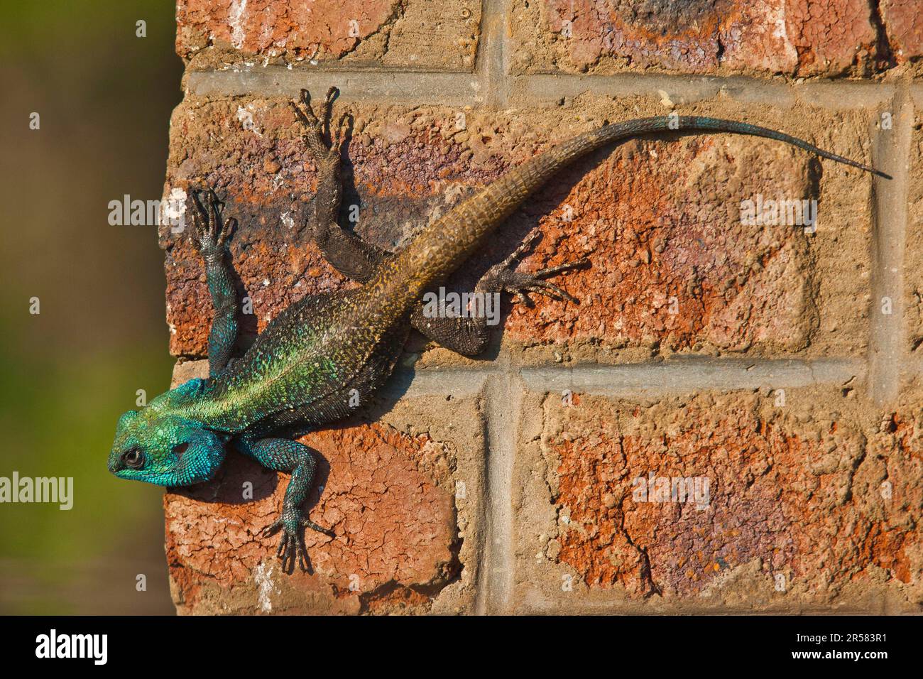 Baum (Agama), Hidden Valley, KwaZulu-Natal, Südafrika (Acanthocerus atricollis), Agamiden, Wand Stockfoto