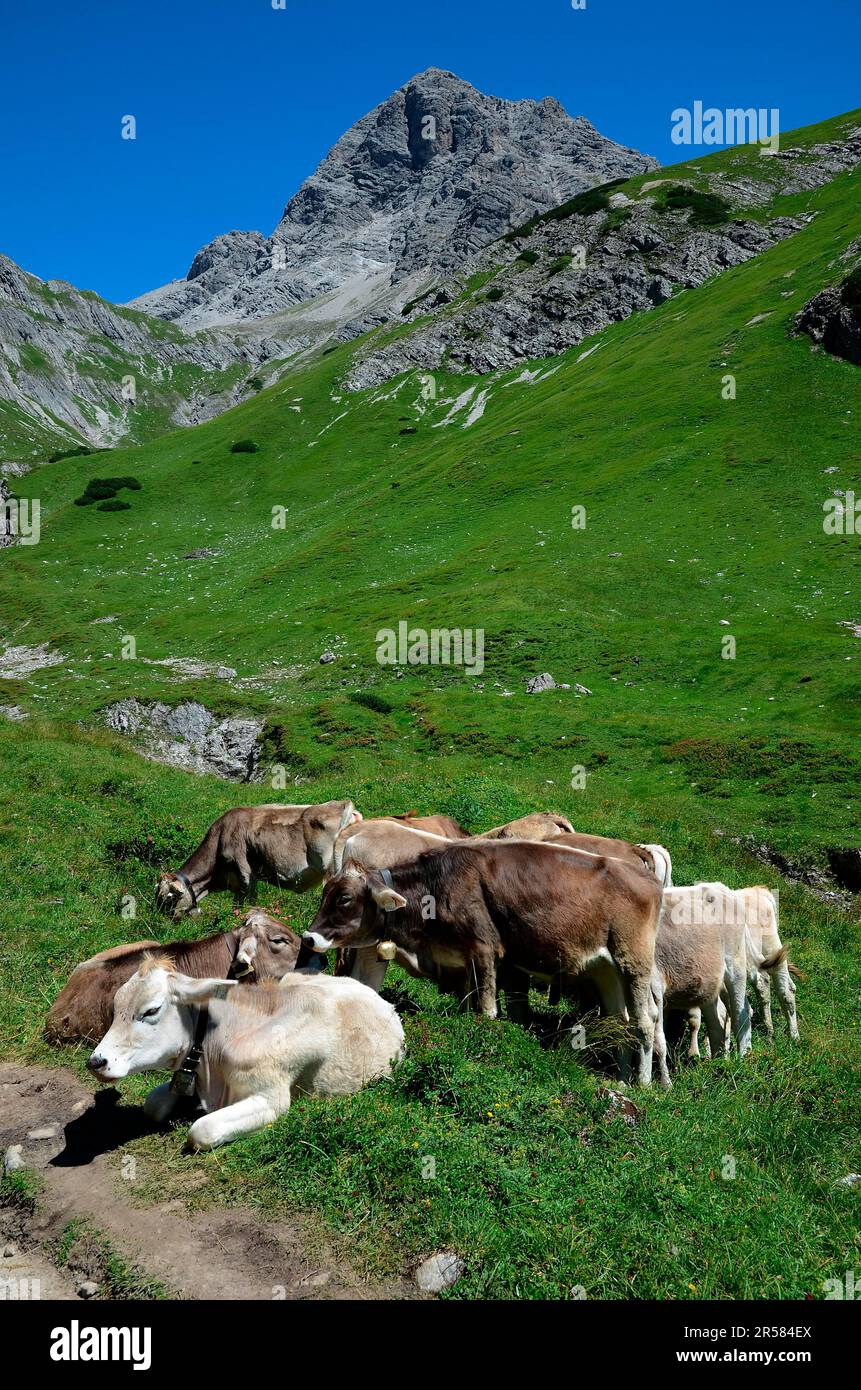 Alpine Idylle mit Kühen und Berggipfeln Stockfoto