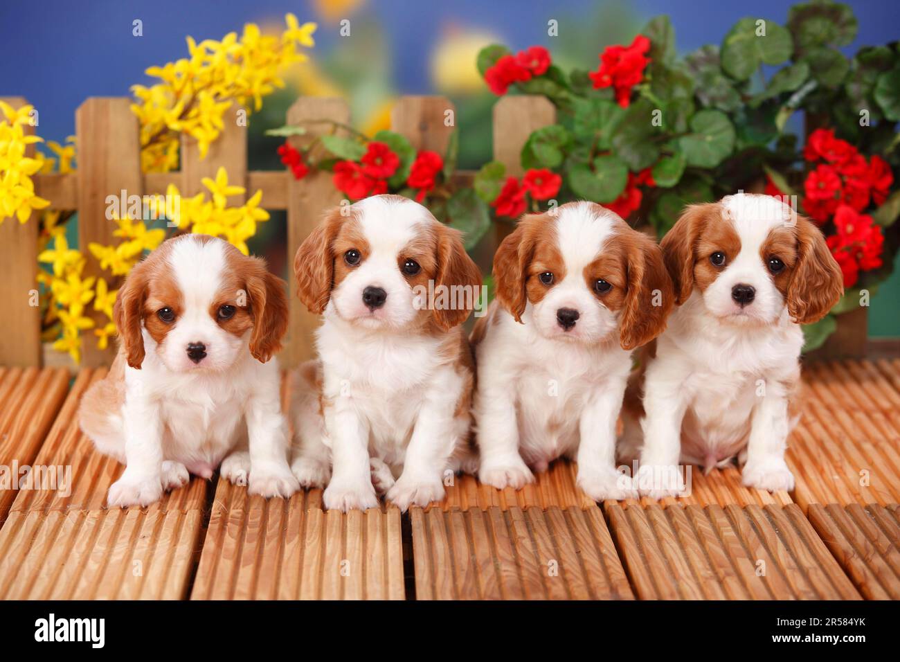 Kavalier König Charles Spaniel, Welpen, Blenheim, 6 Wochen Stockfoto