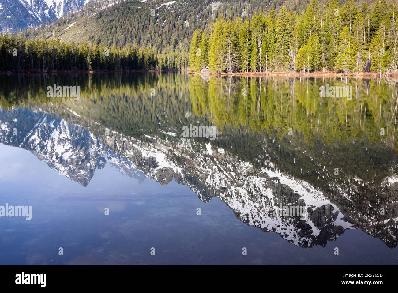 Die Teton Mountains und die umliegenden Wälder spiegeln sich bei Sonnenaufgang im String Lake wider. Grand Teton Nationalpark, Wyoming Stockfoto