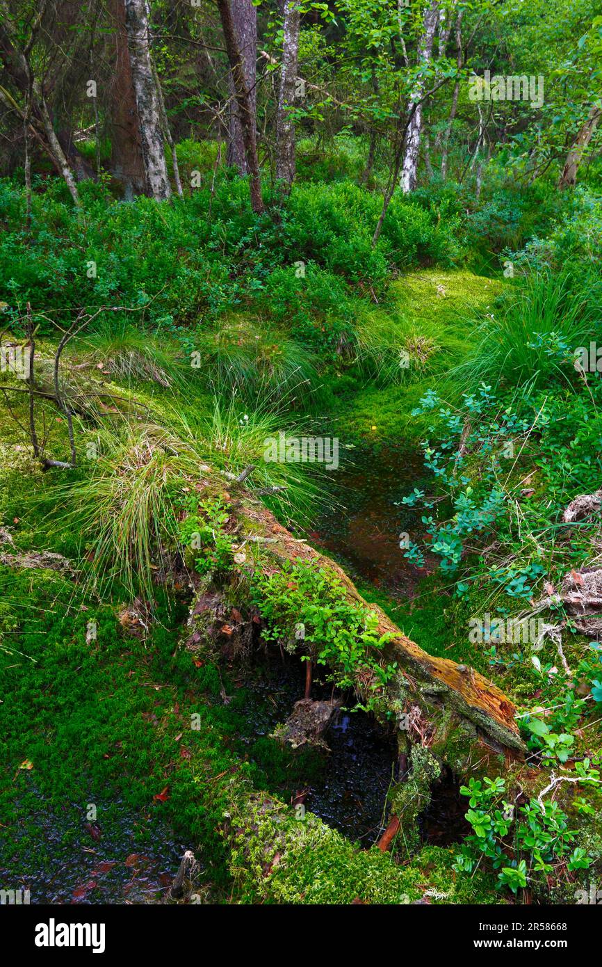 Deadwood, Burgweiler-Pfrunger Ried, Baden-Württemberg, Deutschland Stockfoto