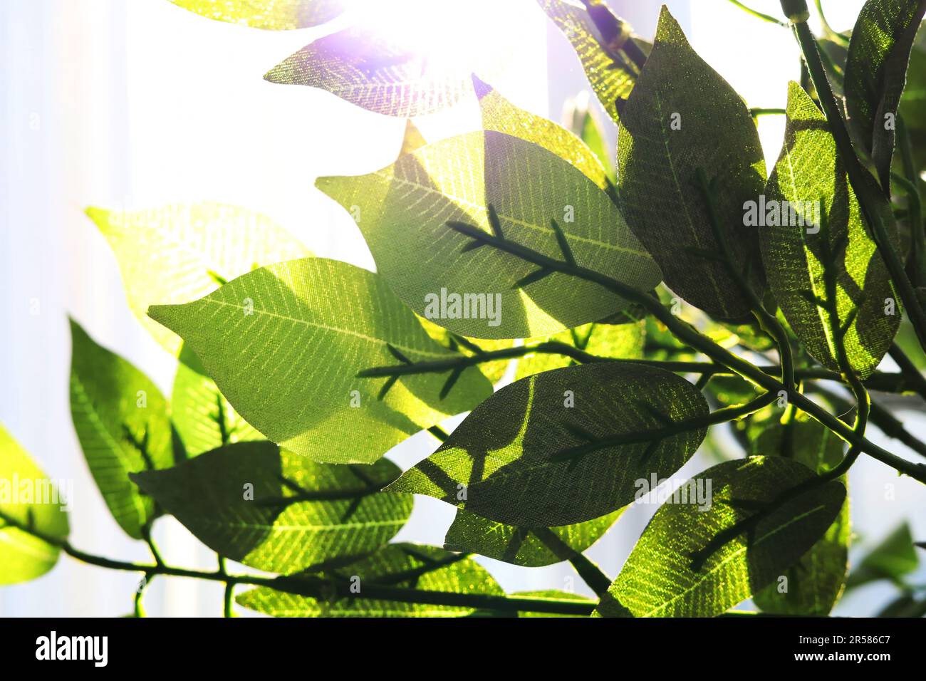 Natur des grünen Blattes im Garten im Sommer. Natürliche grüne Blätter Pflanzen mit als Frühling Hintergrund Deckblatt Umwelt Ökologie oder Grün Tapete Stockfoto