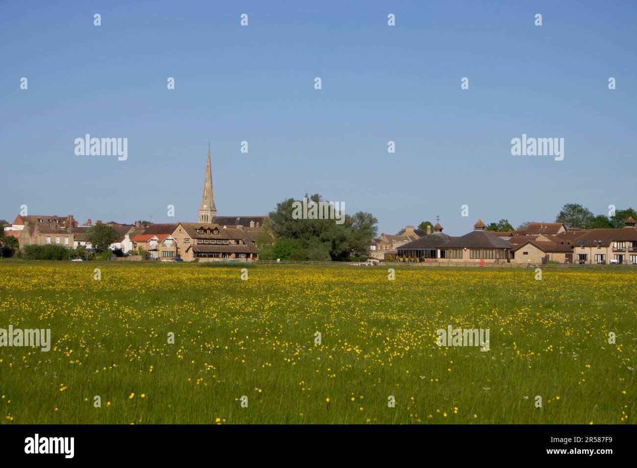 Butterblumen in Hemmingford Meadow, St. Ives, Cambridgeshire Stockfoto