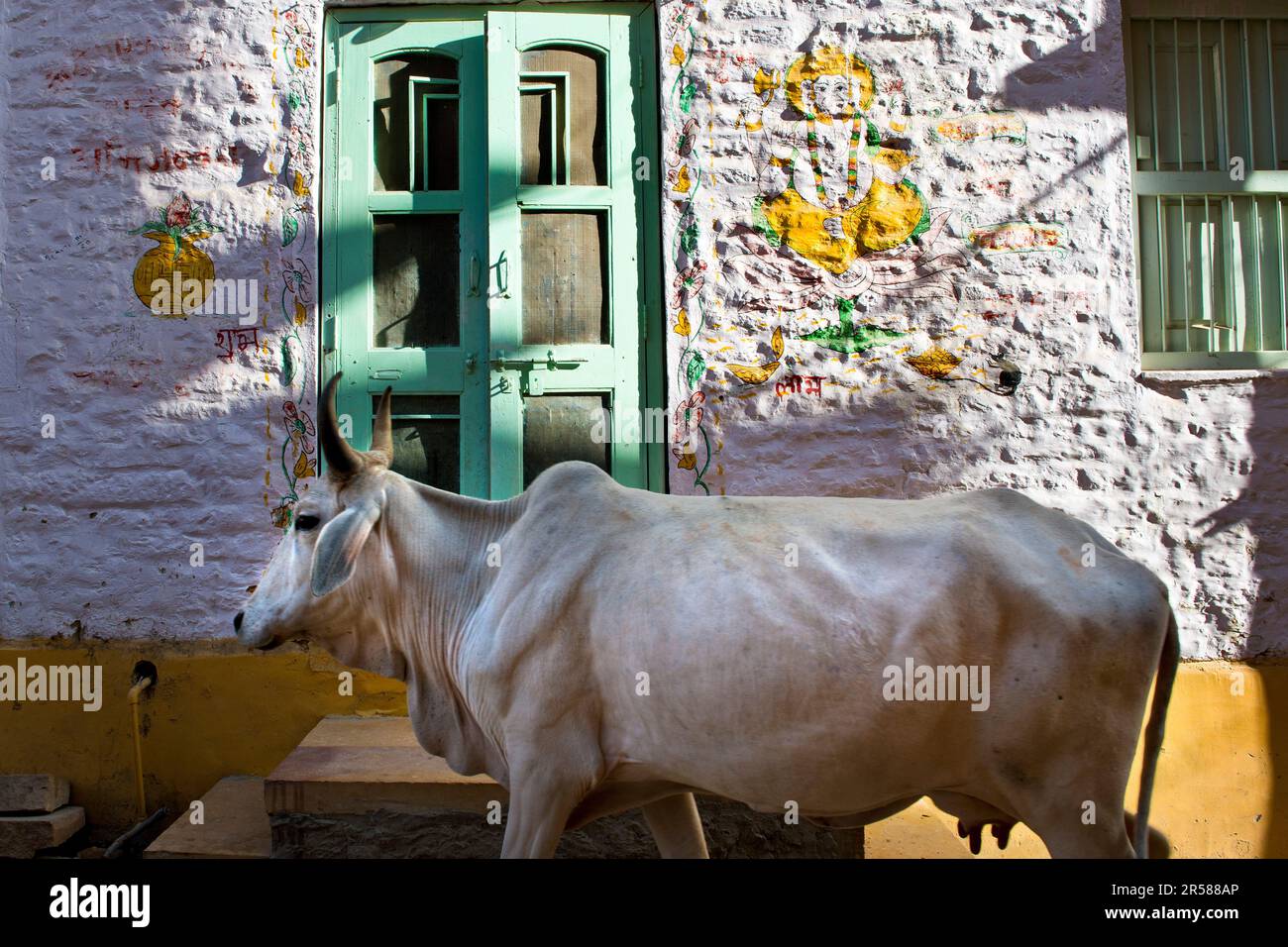 Indien. Rajasthan. Jaisalmer. Haus und Kuh Stockfoto