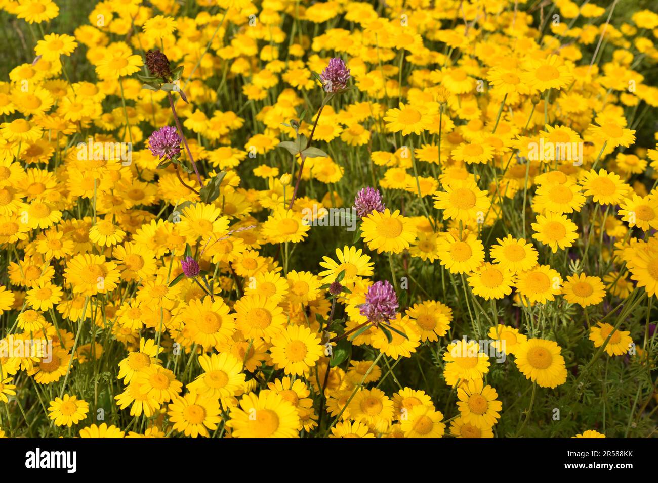 Großes Feld mit goldener marguerite Anthemis Tinctoria mit rotem Klee dazwischen Stockfoto