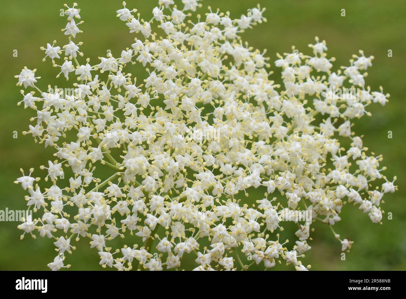 Weiße Blüten auf schwarzem Holunderstrauch Sambucus nigra Nahaufnahme Stockfoto
