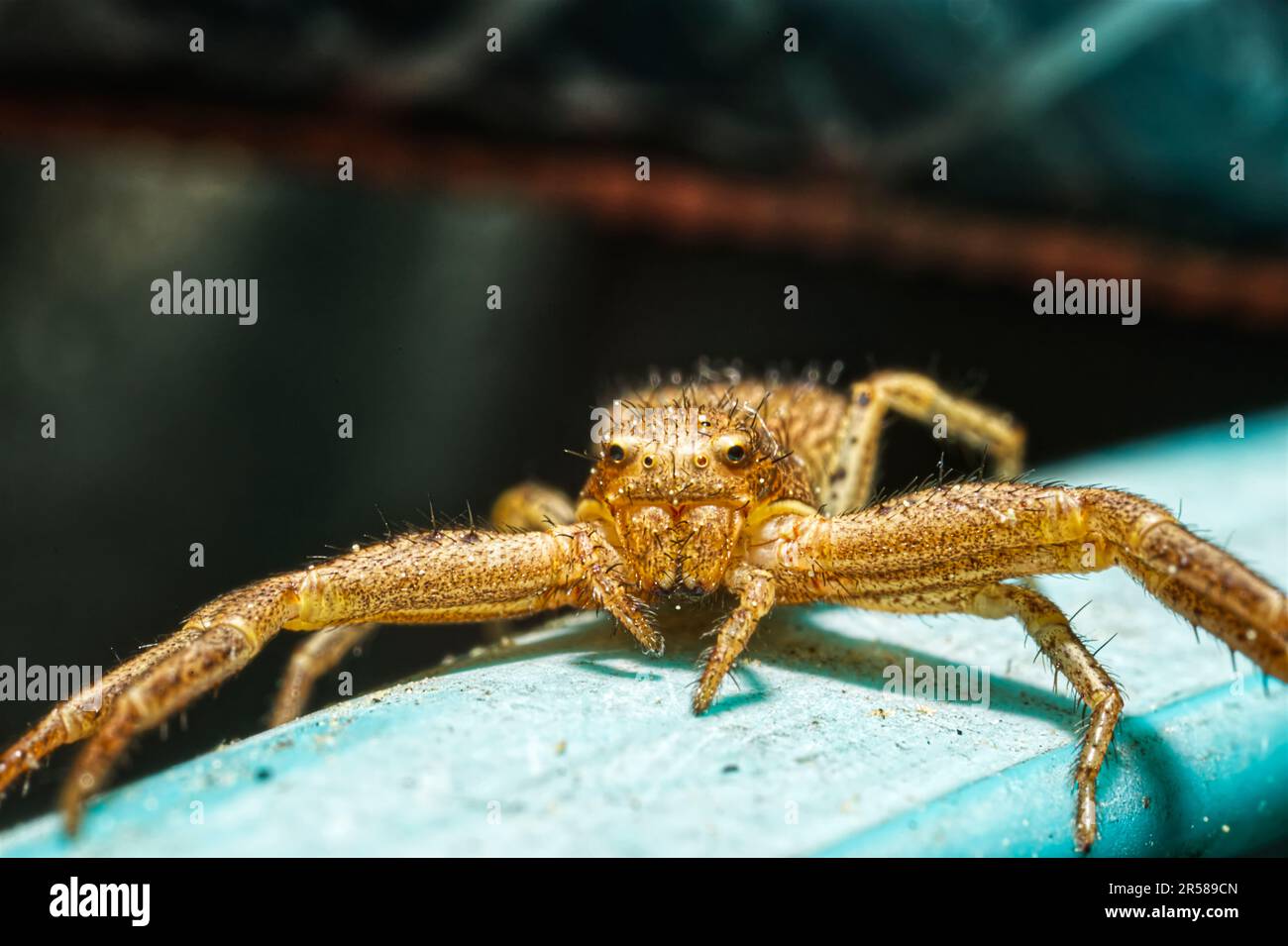 Vorderansicht einer gelben Spinne mit vielen Beinen und Augen Stockfoto
