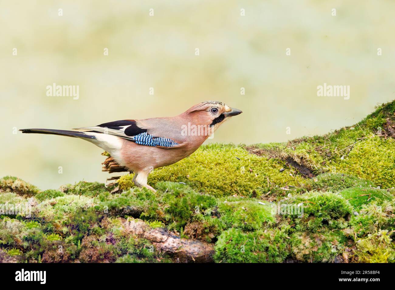 Nahaufnahme eines prächtigen bunten Gefiebers Jay, Garrulus glandarius, der auf einer modrigen Oberfläche vor einem leicht verschwommenen Hintergrund steht Stockfoto