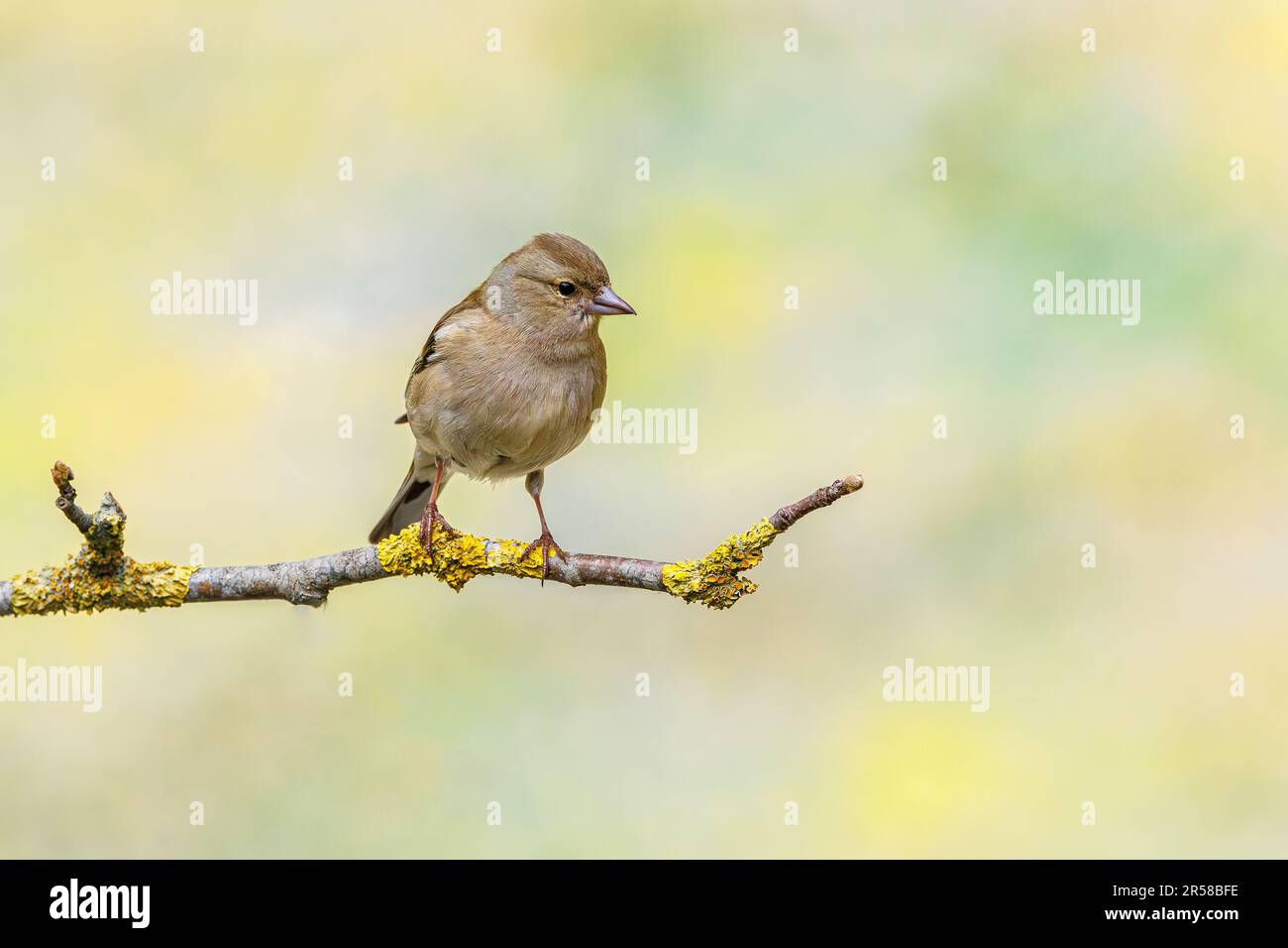 Nahaufnahme eines weiblichen wilden Koffeins, Fringilla Coelebs, der auf einem mit Flechten bedeckten Ast vor einem weichen, gelb-grünen, verschwommenen Hintergrund posiert Stockfoto