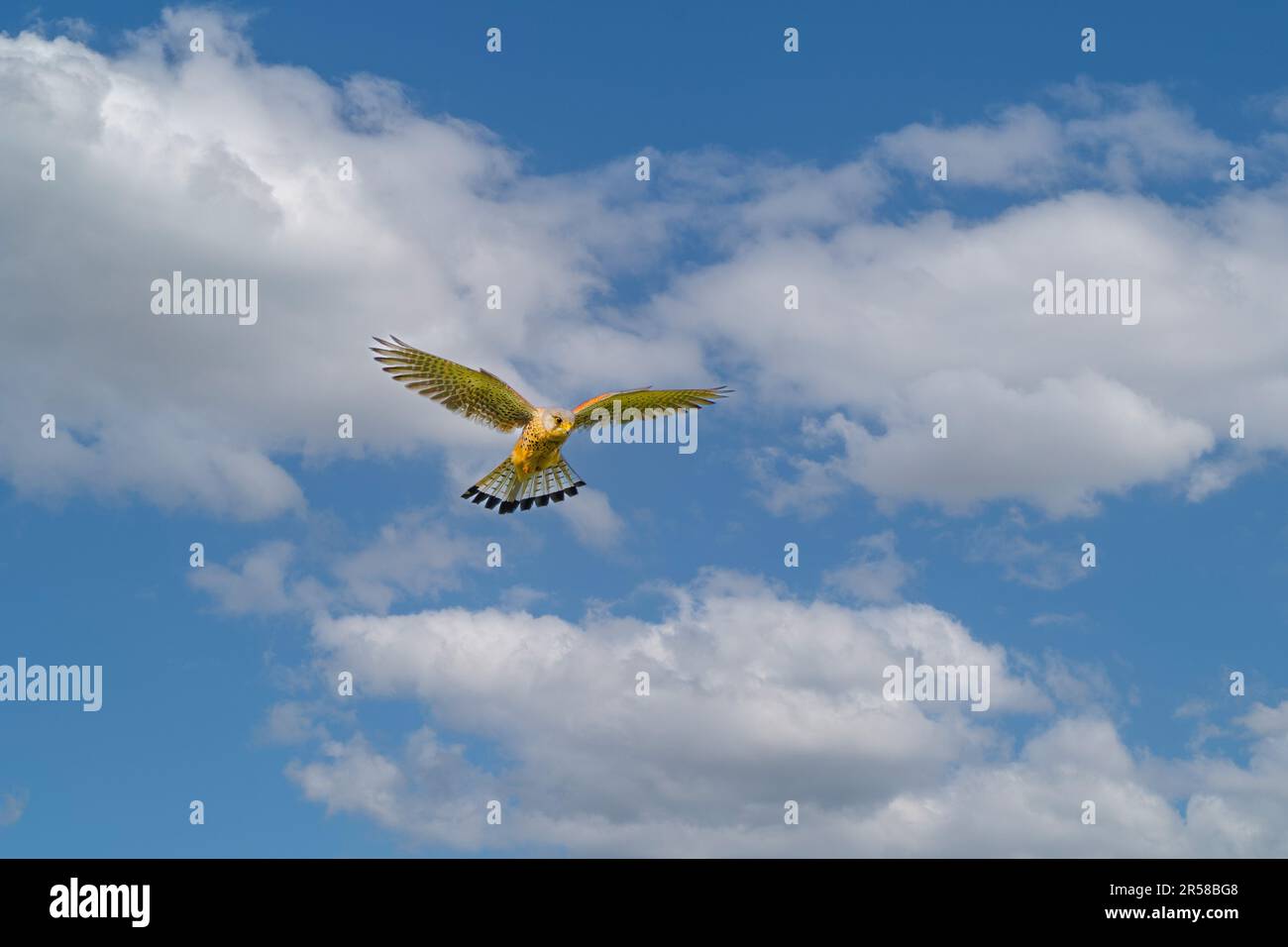 Nahaufnahme eines aufsteigenden und jagenden Kestrel, Falco tinnunculus, vor dem Hintergrund des blauen Himmels mit Cumuluswolken Stockfoto