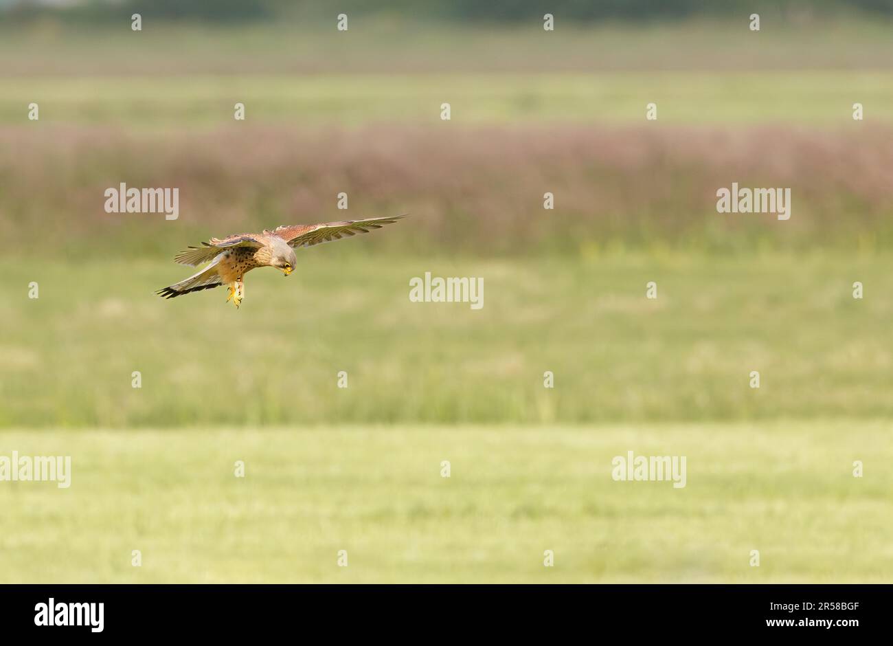 Nahaufnahme eines aufragenden und jagenden Kestrel, Falco tinnunculus, in einem natürlichen Lebensraum offener Felder vor einer grünen Wiesenlandschaft im Hintergrund Stockfoto