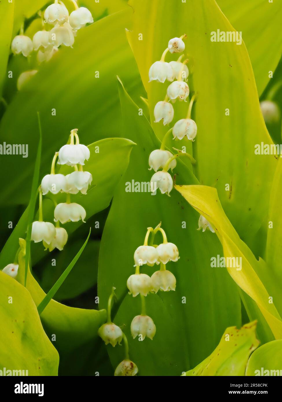 Duftende weiße Glockenblumen und gelbes Laub der Lilien des Tals, Convallaria majalis „Goldenes Jubiläum“ Stockfoto