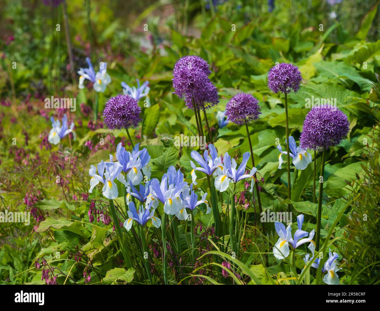 Frühsommer-Kombination Pflanzen harter Zwiebeln Allium „Purple Sensation“ und Iris x hollandica „Silvery Beauty“ Stockfoto