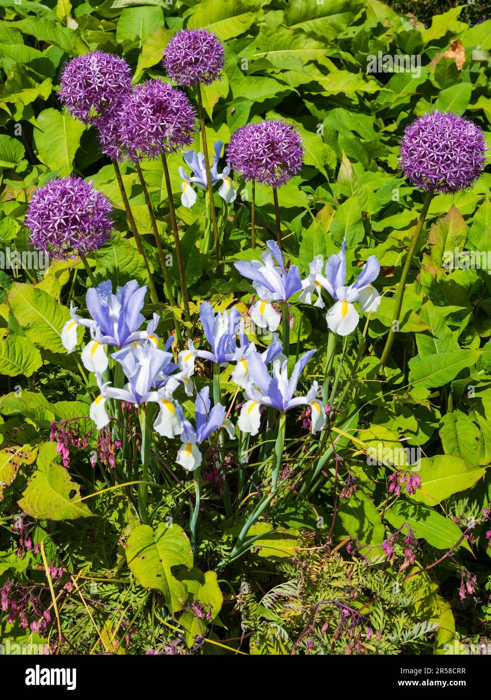 Frühsommer-Kombination Pflanzen harter Zwiebeln Allium „Purple Sensation“ und Iris x hollandica „Silvery Beauty“ Stockfoto