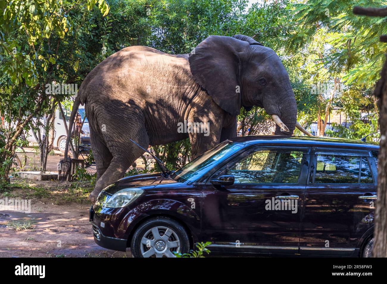 Ein Elefant streckt sich über ein geparktes Kleinwagen hinaus, um an überhängenden Ästen auf dem Gelände der Kutchire Lodge im Liwonde-Nationalpark, Malawi, zu fressen, was den Größenunterschied zwischen dem Tier und dem Fahrzeug veranschaulicht; Elefanten, die den Likwenu-Fluss auf ihrer Suche nach Nahrung durchqueren, passieren regelmäßig die Chalets, Baumhäuser und den Parkplatz der Lodge, wo Wildtiere freien Zugang haben. Stockfoto