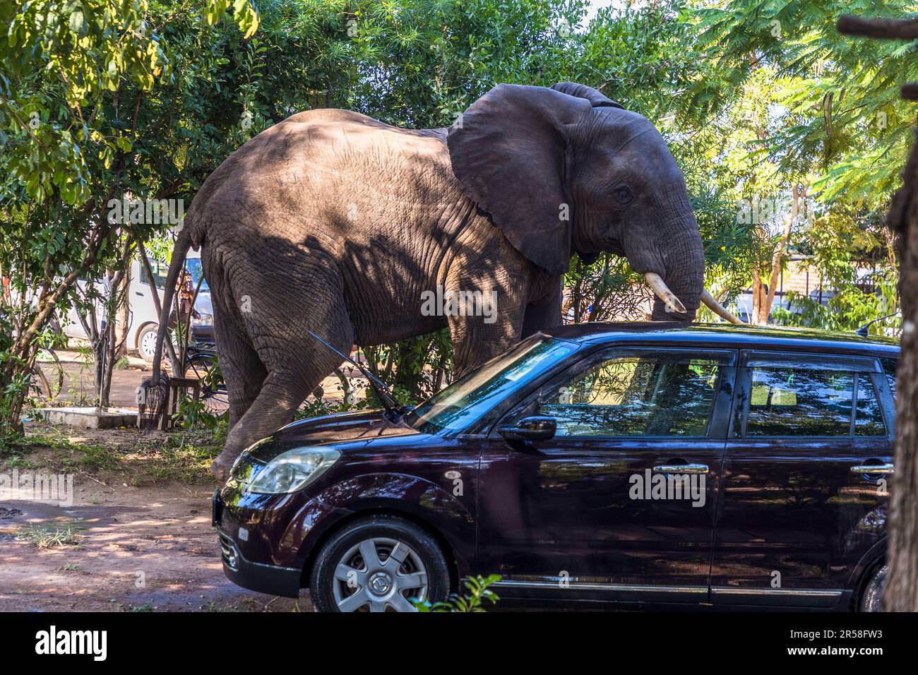 Grössenvergleich zwischen Elefant und Kleinwagen. Auf der Suche nach Essen überqueren die Elefanten aus dem Liwonde-Nationalpark auch den Fluss. Der Weg führt sie durch die Chalets und Baumhäuser der Lodge und über den Parkplatz. Auf dem Gelände der Kutchire Lodge, die sich im Nationalpark befindet, haben alle wilden Tiere freien Zugang. Liwonde-Nationalpark, Malawi Stockfoto