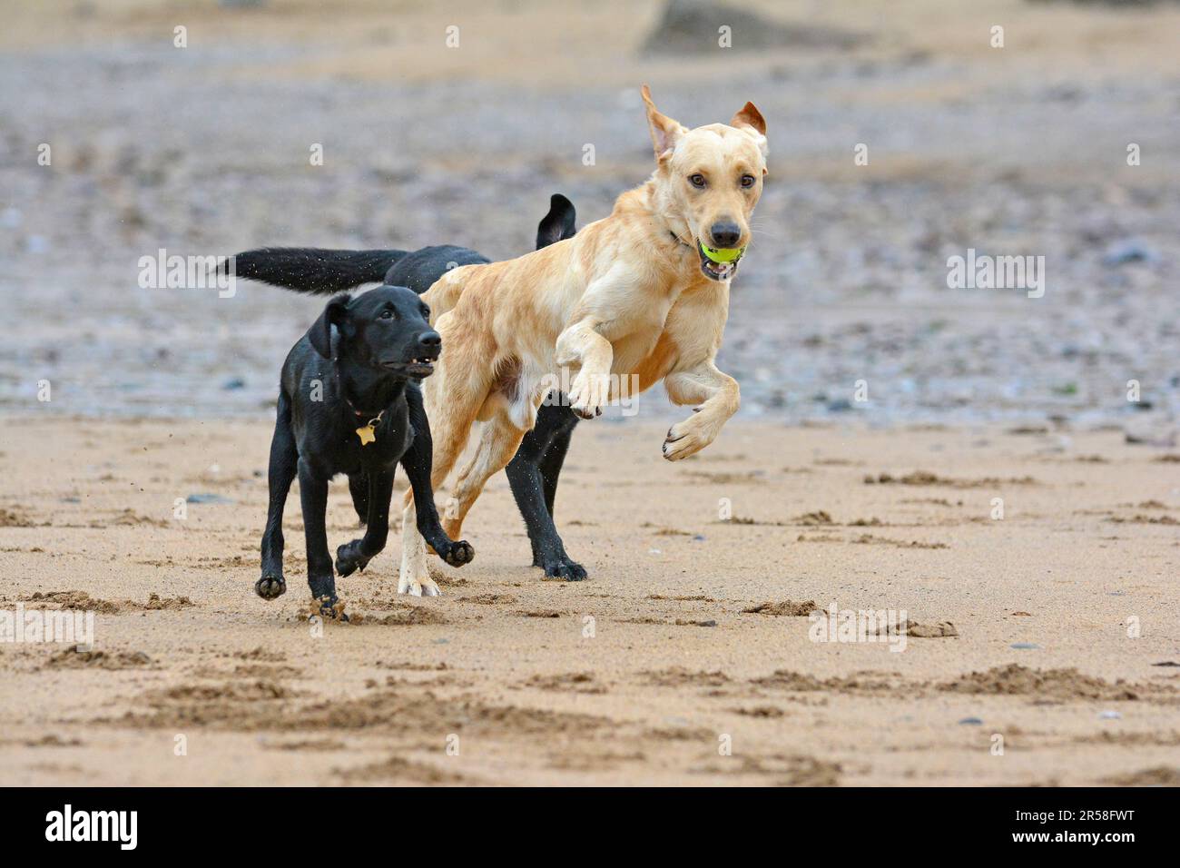 Drei Hunde, die am Strand mit einem Ball spielen Stockfoto