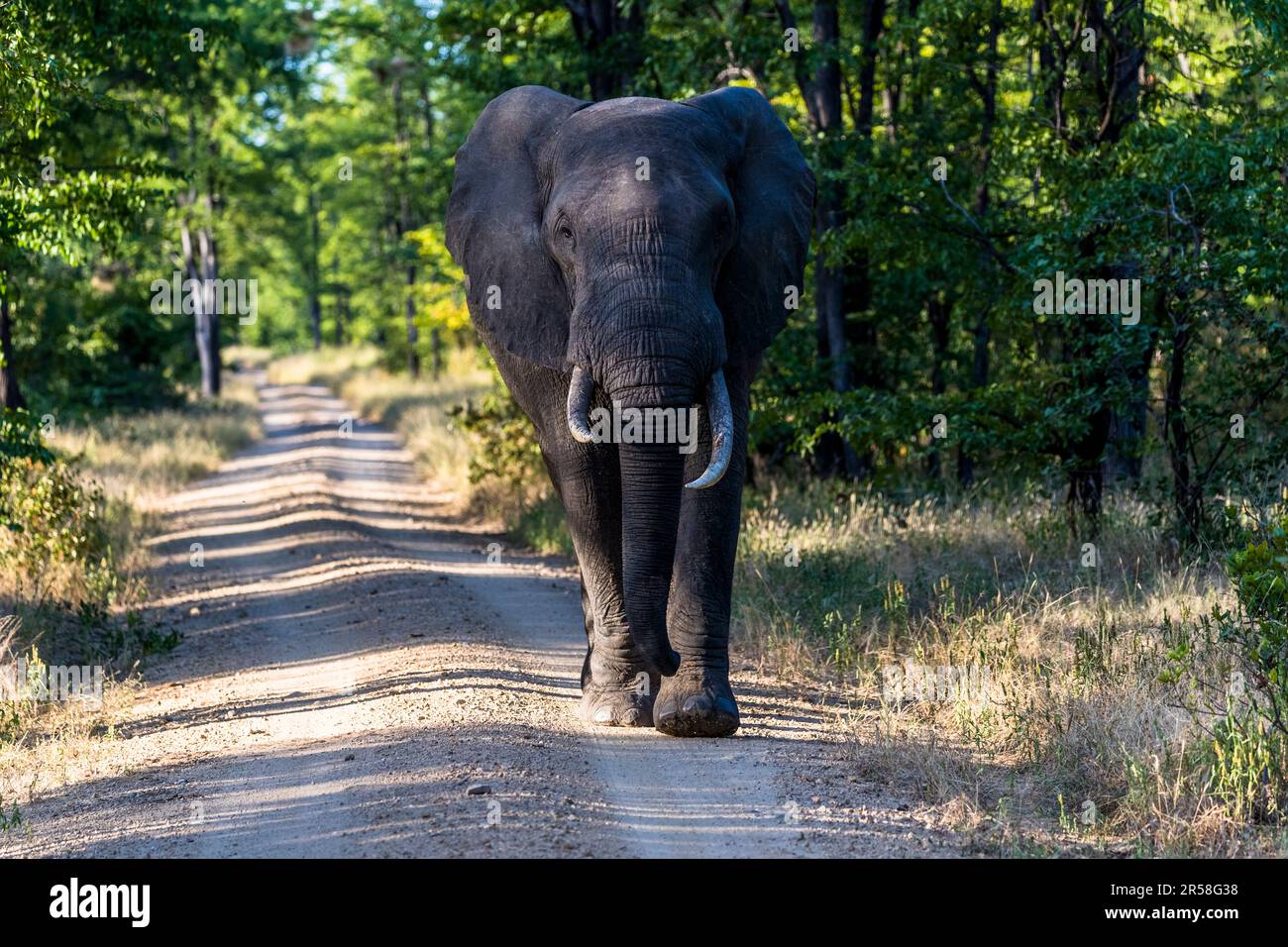 Begegnen Sie einem Elefanten auf einer Straße durch den Liwonde-Nationalpark in Malawi Stockfoto