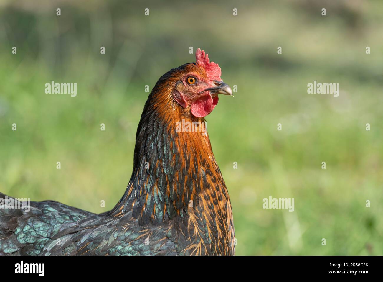 Kupferne schwarze Maran-Henne Stockfoto