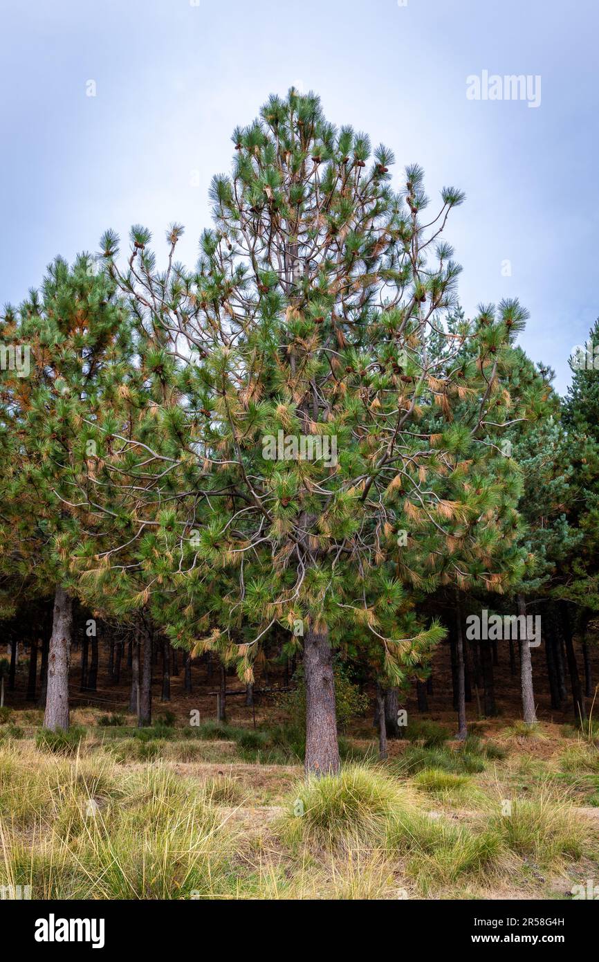 Pinus pinaster, die Seekiefer oder Cluster-Kiefer im Cuenca Alta del Manzanares Regional Park, Zentralspanien. Stockfoto
