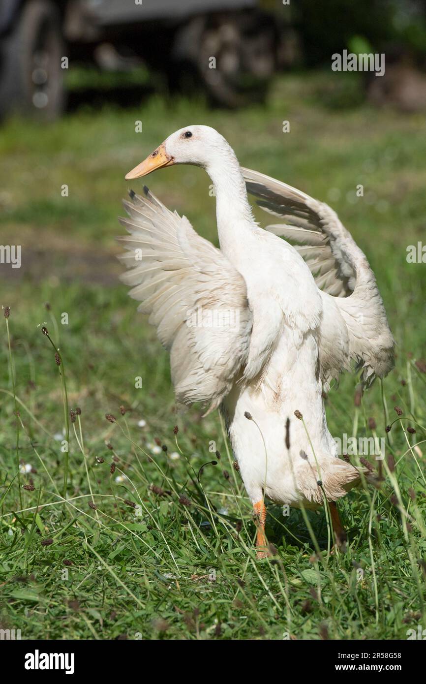 Indische Runner-Ente Stockfoto