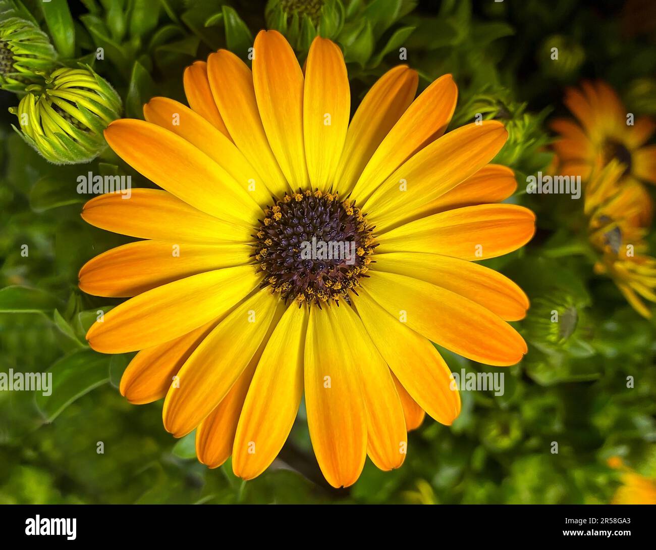 Nahaufnahme einer einzelnen gelben Osteospermum-Blume auf einem unscharfen grünen Hintergrund. Gelbe Blume von Dimorphotheca ecklonis Stockfoto