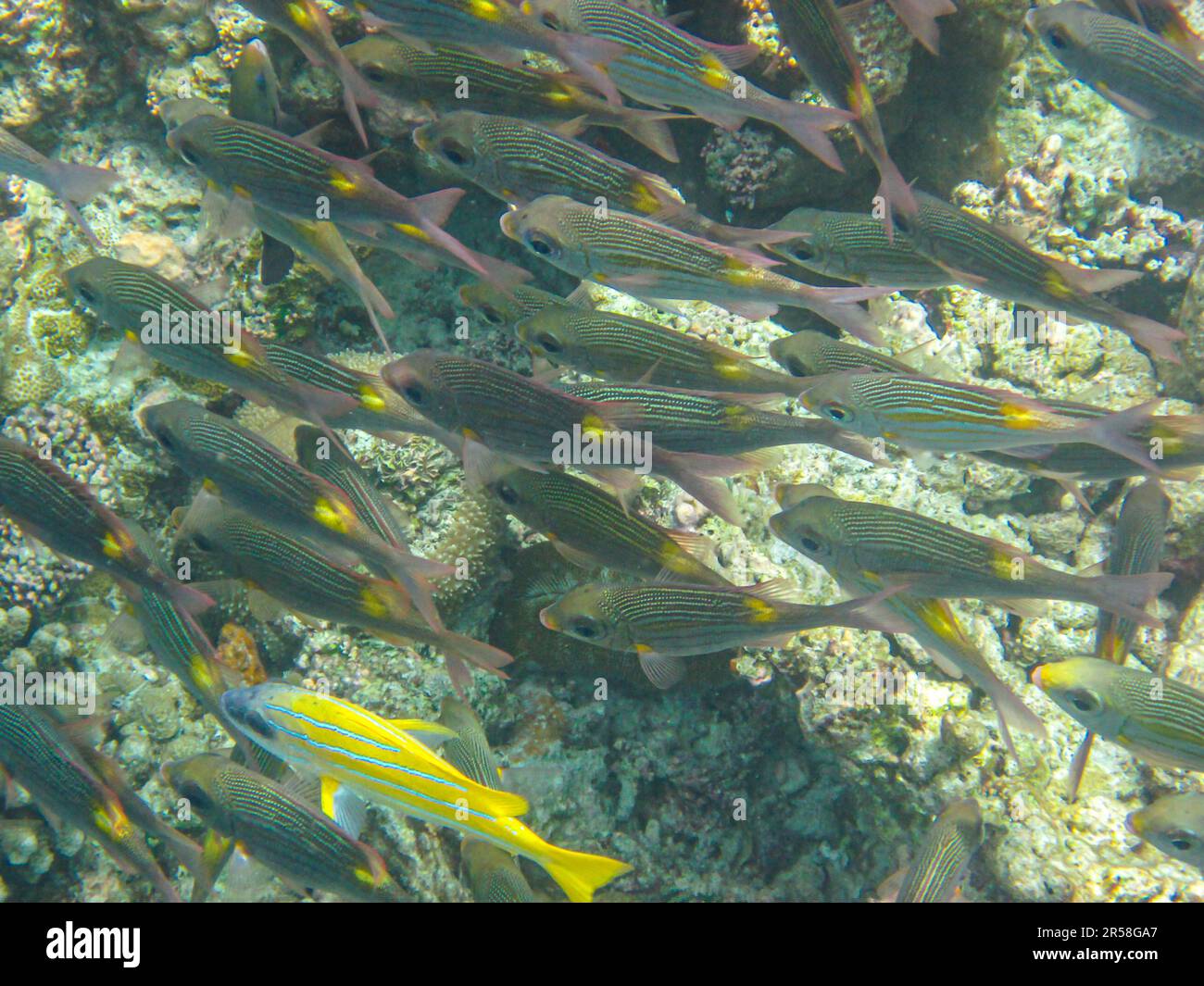 Nahaufnahme der School of Bluelined Snappers (Lutjanus Kasmira). Die Schule des blauen Streifenschnappers geht in eine Richtung Stockfoto