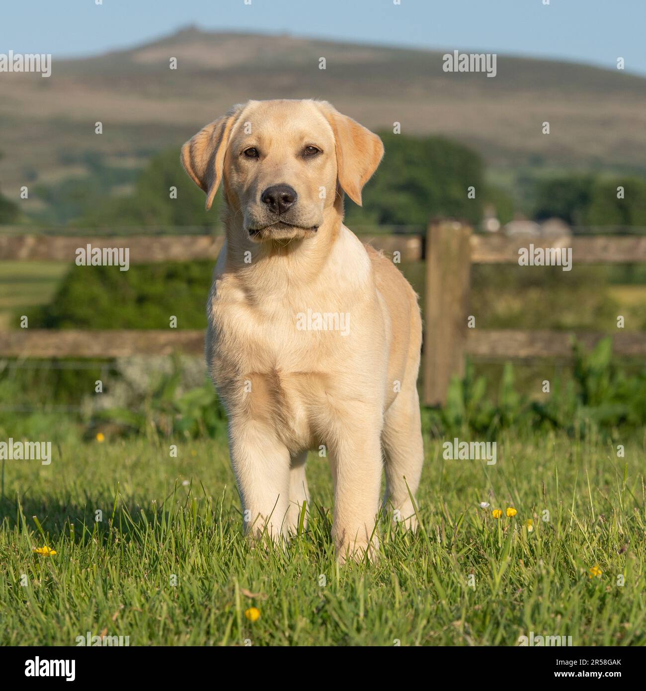 gelber Labrador Retriever Welpen Stockfoto