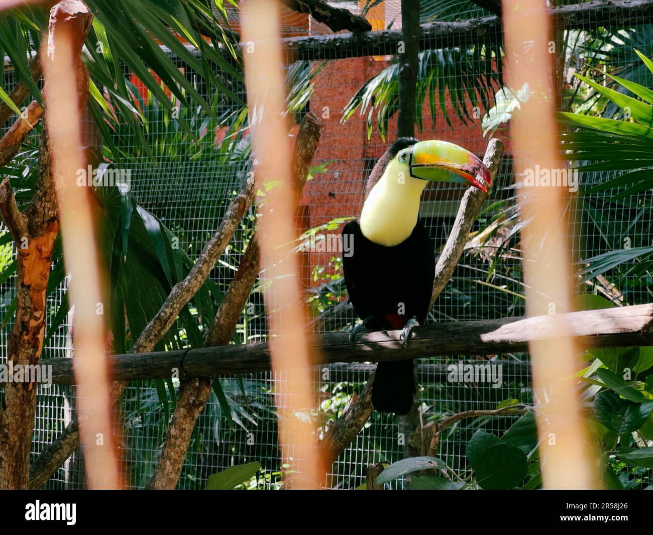 Toucan hoch oben im Gehege, Playa del Carmen, Quintana Roo, Mexiko Stockfoto