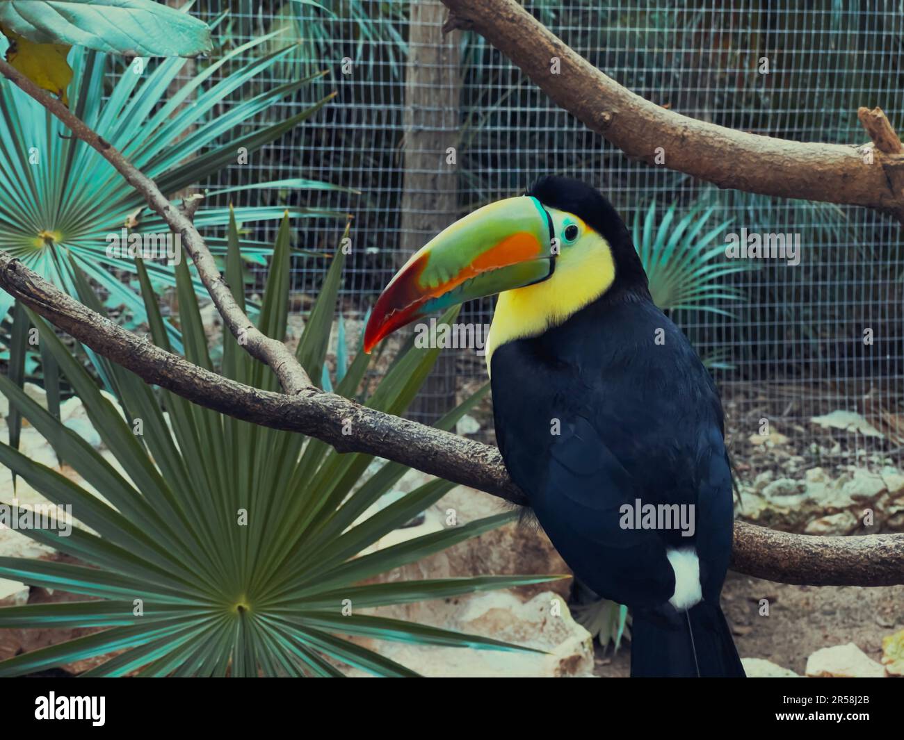 Toucan hoch oben im Gehege, Playa del Carmen, Quintana Roo, Mexiko Stockfoto