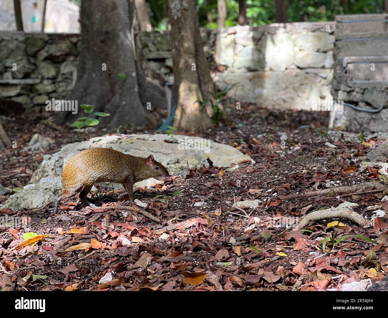 Agouti in Zentralamerika geht an einem Felsen vorbei, Playa del Carmen, Quintana Roo, Mexiko Stockfoto