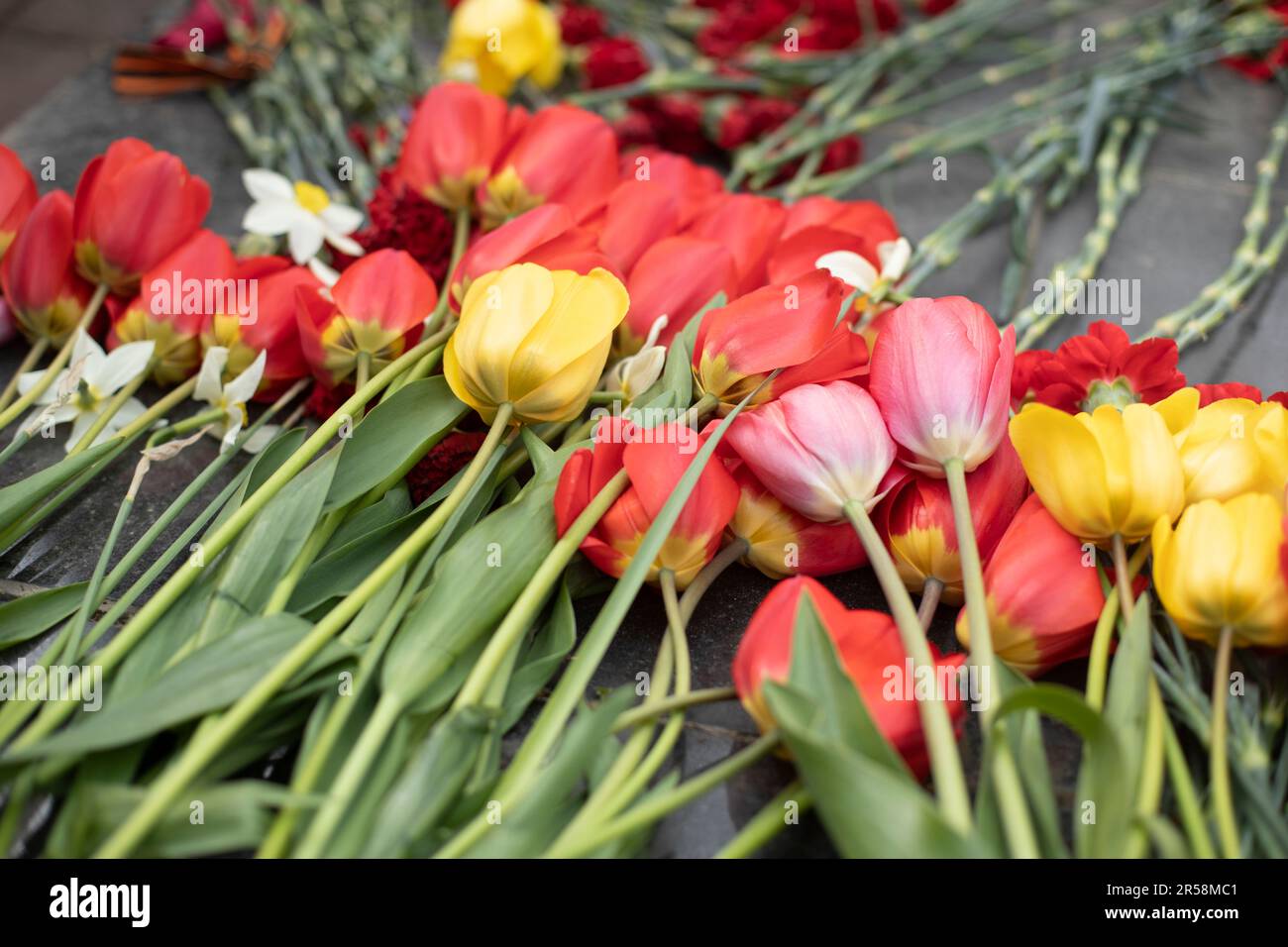 Tulpen auf dem Denkmal. Blumen auf dem Herd. Blumen auf dem Grab. Hintergrund der Pflanzen. Stockfoto