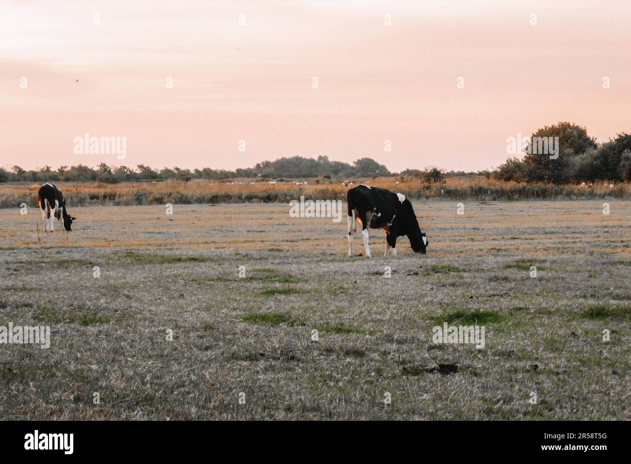 Holstein Friesian Rinder. Milchkühe mit Schwarz-Weiß-Flecken. Nutztiere ...