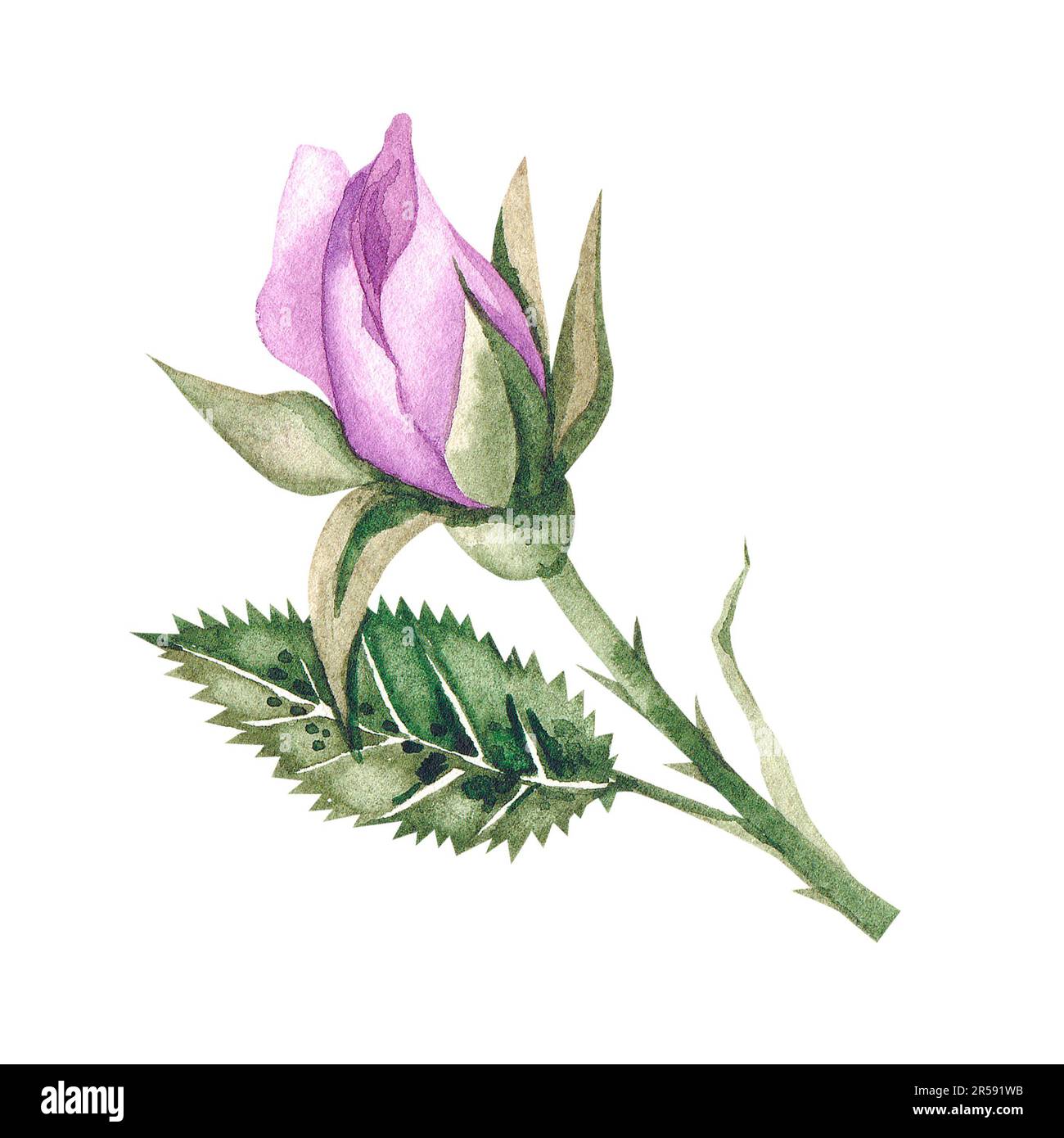 Aquarell Rosenblütenknospen Blätter und Blumen Illustration. Isoliert auf Weiß für Postkarte, Einladung, Verpackung, Logo, Stoffe, Textilien. Aquarell Stockfoto