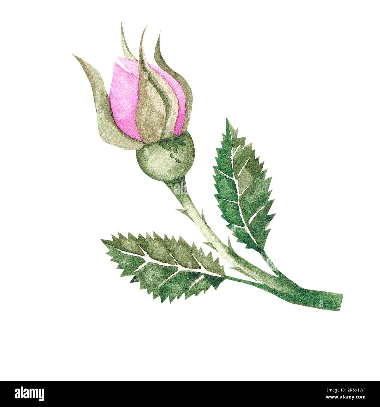 Aquarell Rosenblütenknospen Blätter und Blumen Illustration. Isoliert auf Weiß für Postkarte, Einladung, Verpackung, Logo, Stoffe, Textilien. Aquarell Stockfoto