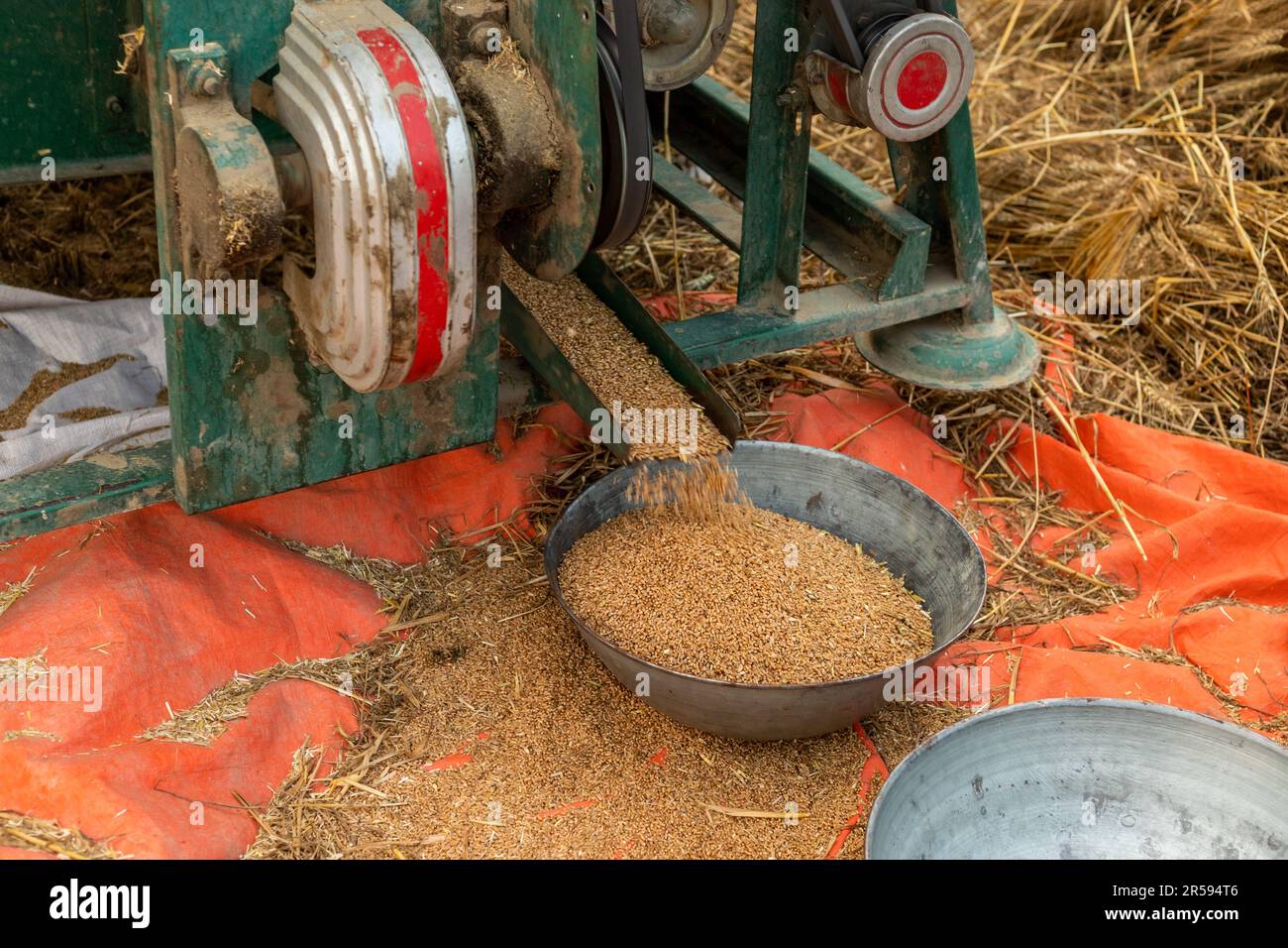 Weizen aus der Dreschmaschine im landwirtschaftlichen Feld ausgießen. Selektiver Fokus Stockfoto