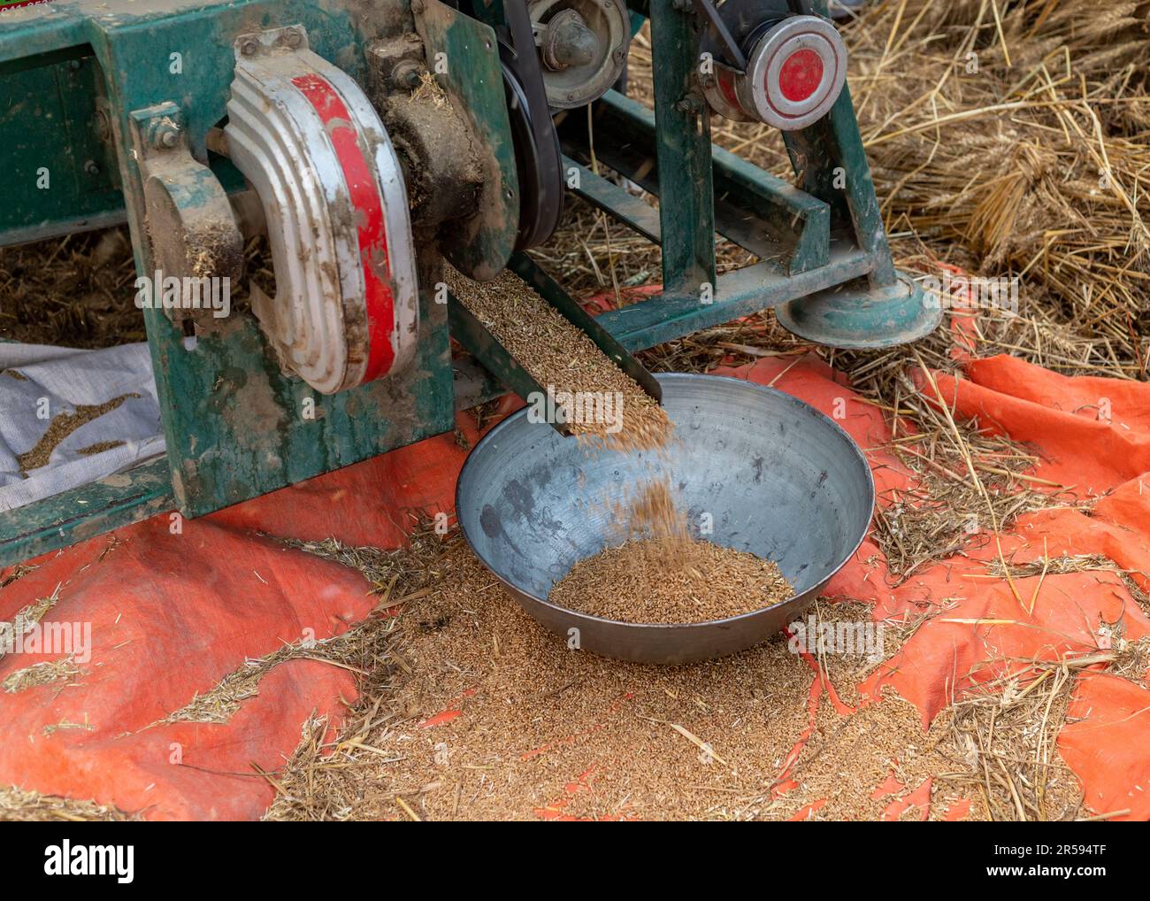Frisch geerntete Weizenkörner, die von der Dreschmaschine auf dem Feld fallen. Selektiver Fokus Stockfoto