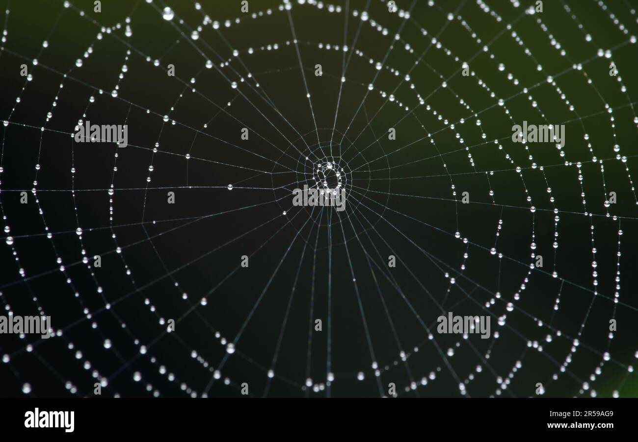 Wassertropfen auf Spinnennetz mit Regenzeit und dunklem Hintergrund, selektiver Fokus. Stockfoto