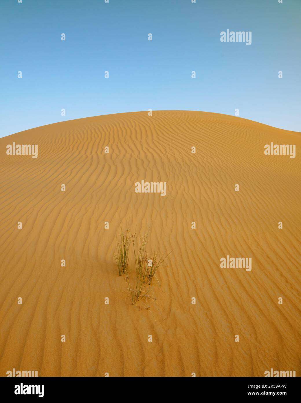 Wüstengras auf der Arabischen Halbinsel Stockfoto