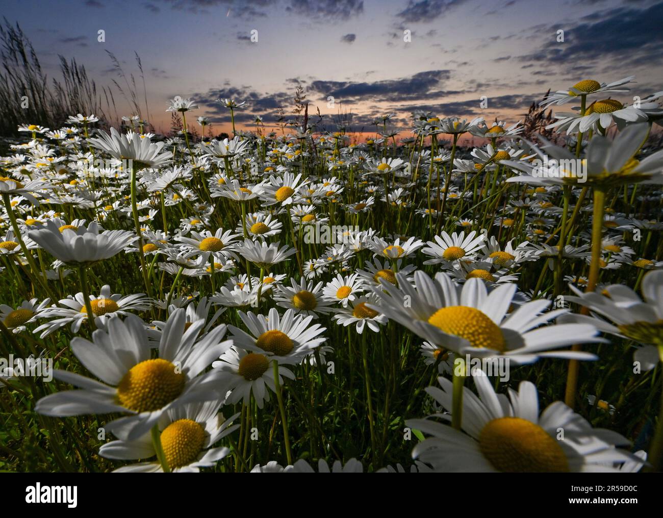 Jacobsdorf, Deutschland. 01. Juni 2023. Am späten Abend blühen auf einer Wiese im Bezirk oder-Spree von Ostbrandenburg kurz nach Sonnenuntergang viele Wiesen (Leucanthemum vulgare). Kredit: Patrick Pleul/dpa/Alamy Live News Stockfoto